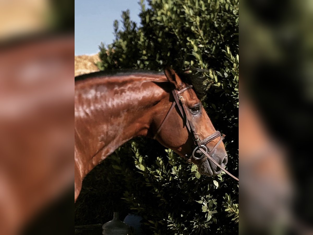 Cheval de sport espagnol Étalon 12 Ans 162 cm Bai cerise in Escacena Del Campo