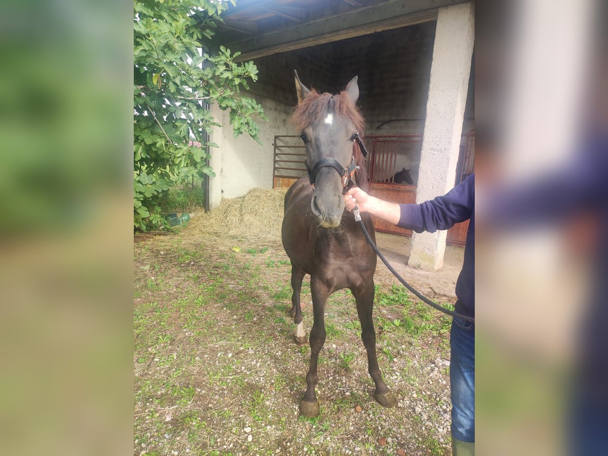 Cheval de sport espagnol Étalon 1 Année 130 cm Bai brun in Cavriana