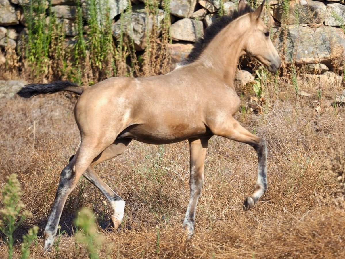 Cheval de sport espagnol Étalon 1 Année Buckskin in NAVAS DEL MADRONO