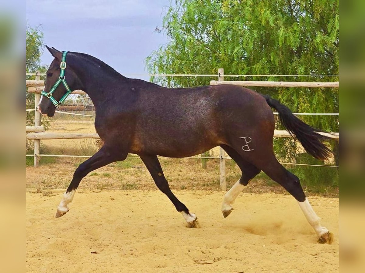 Cheval de sport espagnol Étalon 1 Année Gris in HUELVA