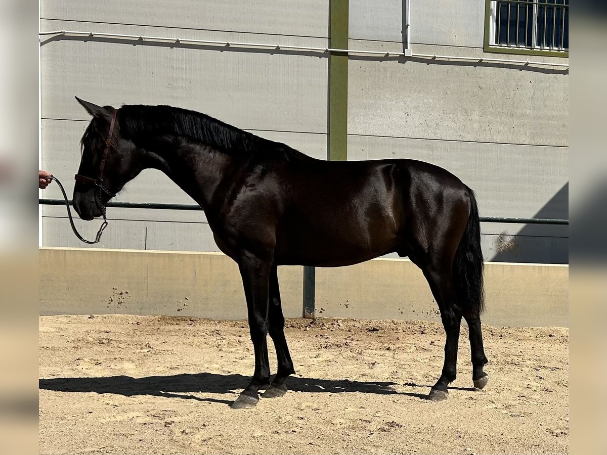 Cheval de sport espagnol Étalon 2 Ans 155 cm Noir in Vegas Altas
