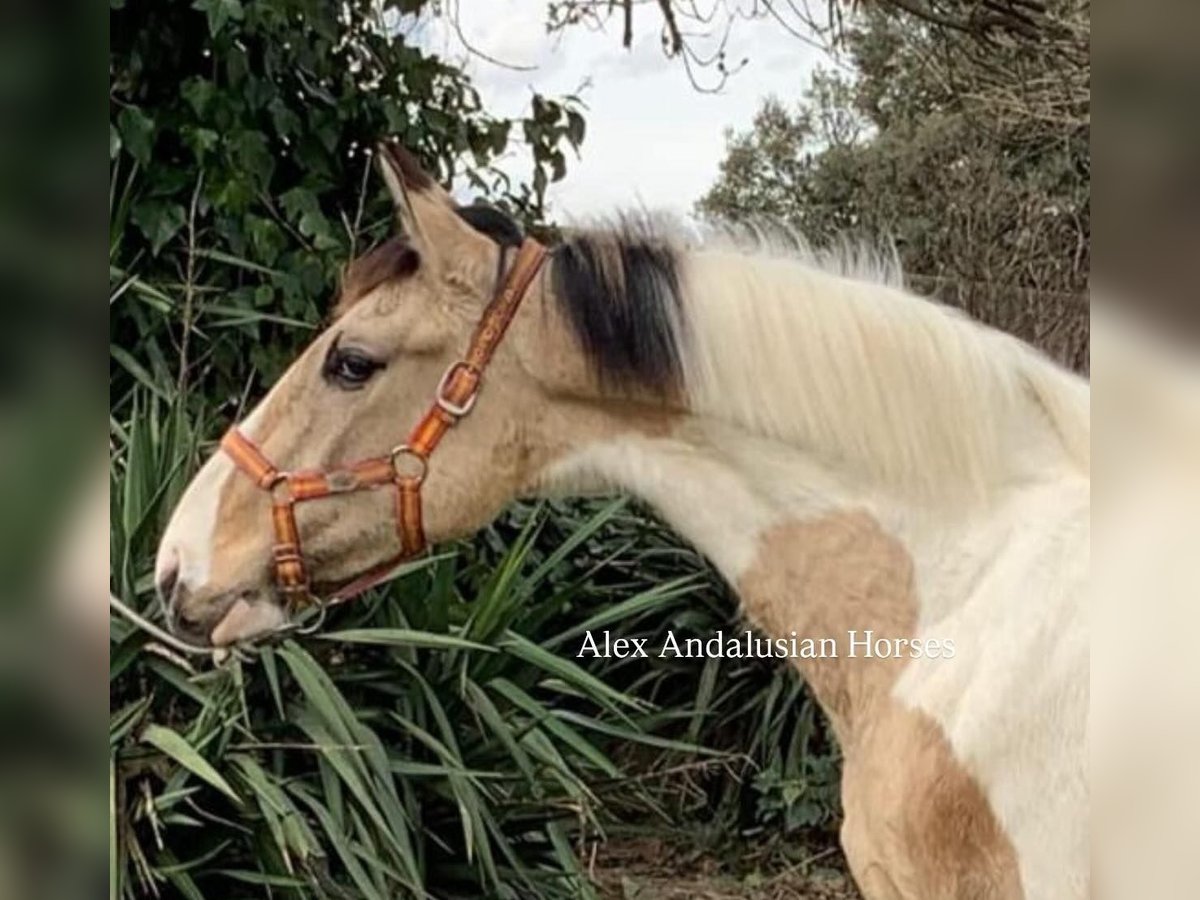 Cheval de sport espagnol Étalon 2 Ans 157 cm in Sevilla