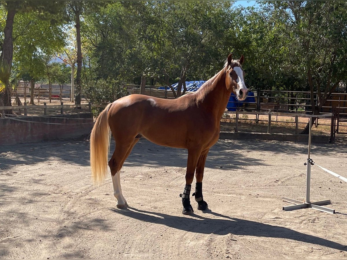 Cheval de sport espagnol Étalon 3 Ans 171 cm Alezan in Alhaurín de la Torre