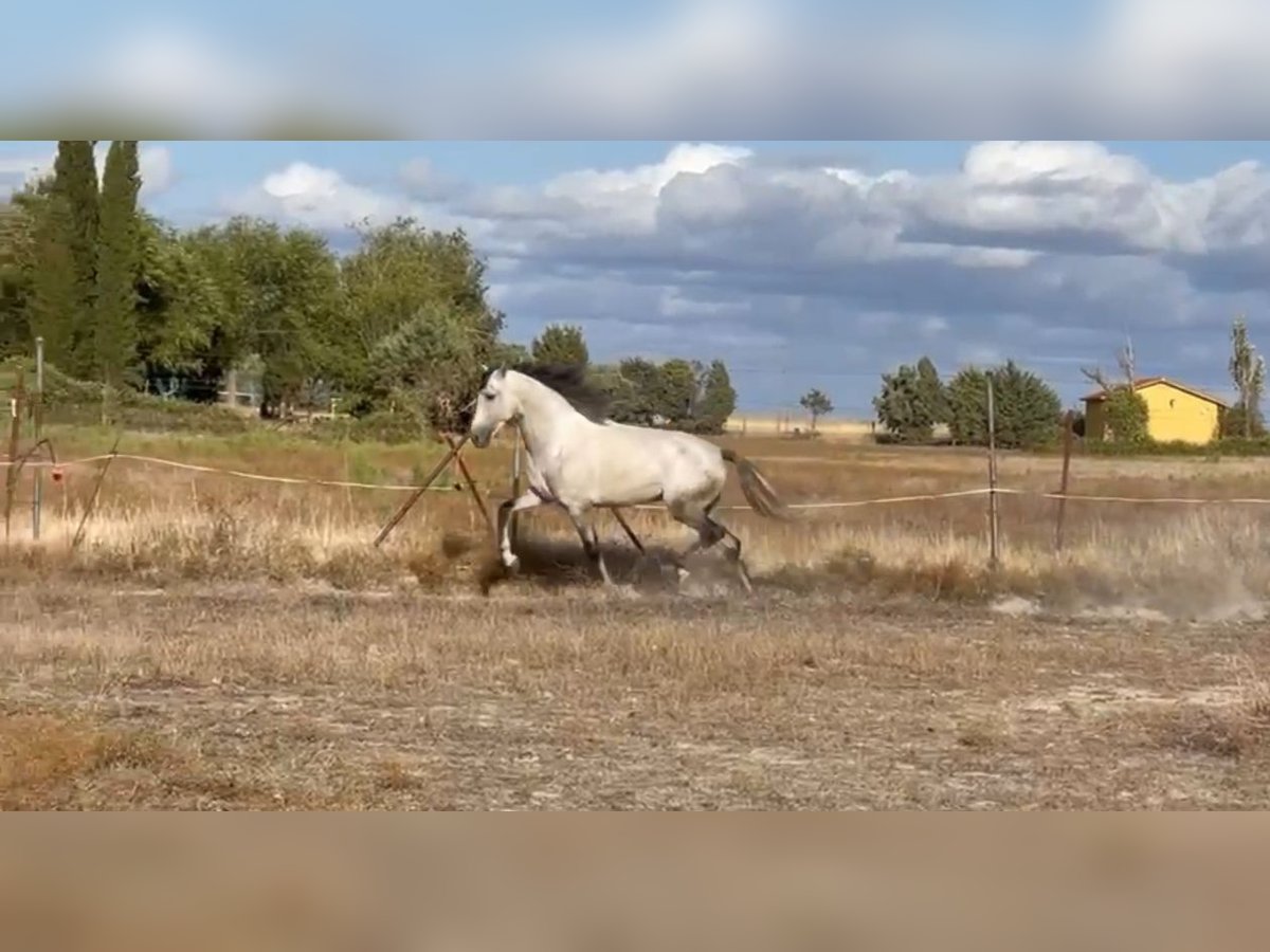 Cheval de sport espagnol Étalon 6 Ans 164 cm Gris in Oropesa (Toledo)