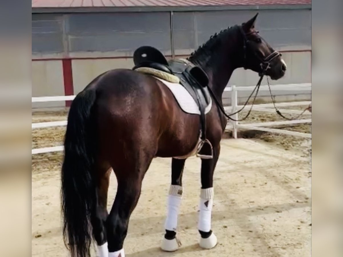 Cheval de sport espagnol Étalon 7 Ans 166 cm Bai in Madrid