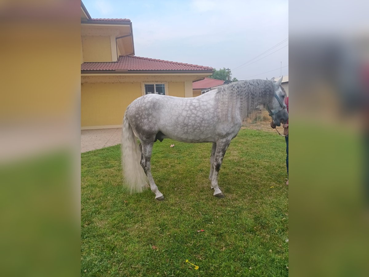 Cheval de sport espagnol Étalon 7 Ans Gris in Kent Washington