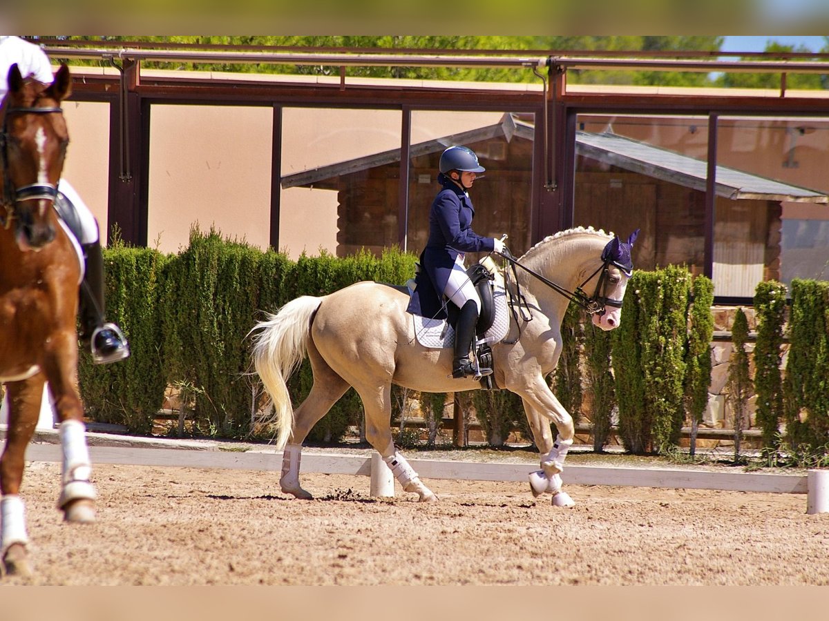 Cheval de sport espagnol Étalon 9 Ans 167 cm Palomino in Turis (Valencia)