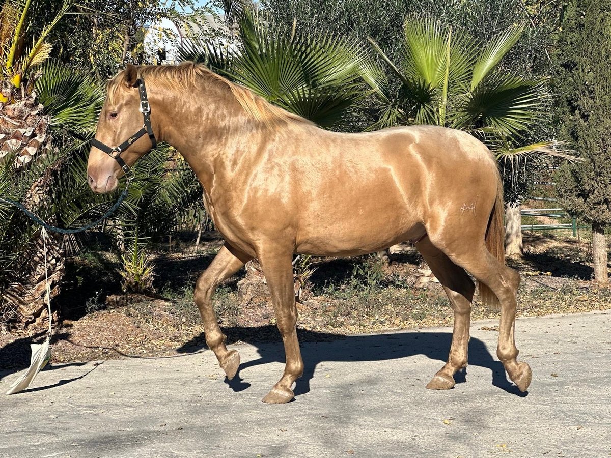 Cheval de sport espagnol Étalon Poulain (01/2024) in Alicante