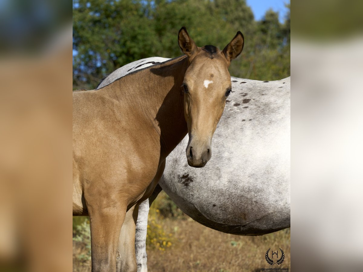 Cheval de sport espagnol Étalon Poulain (05/2024) Léopard in Navalperal De Pinares