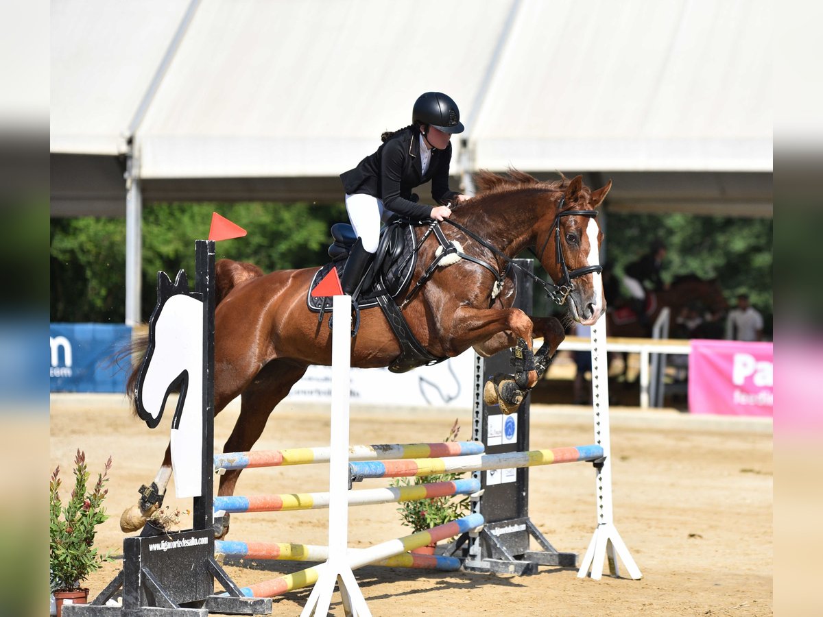 Cheval de sport espagnol Croisé Hongre 10 Ans 165 cm Alezan in Castro Urdiales