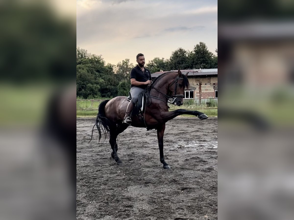 Cheval de sport espagnol Hongre 10 Ans 165 cm Bai brun in Oggiona Con Santo Stefano