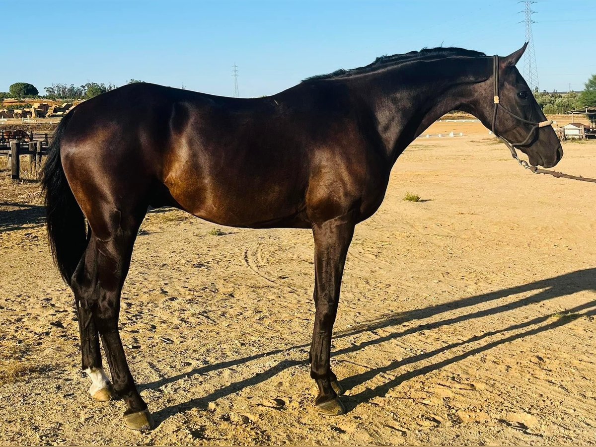 Cheval de sport espagnol Hongre 10 Ans 165 cm Noir in Madrid