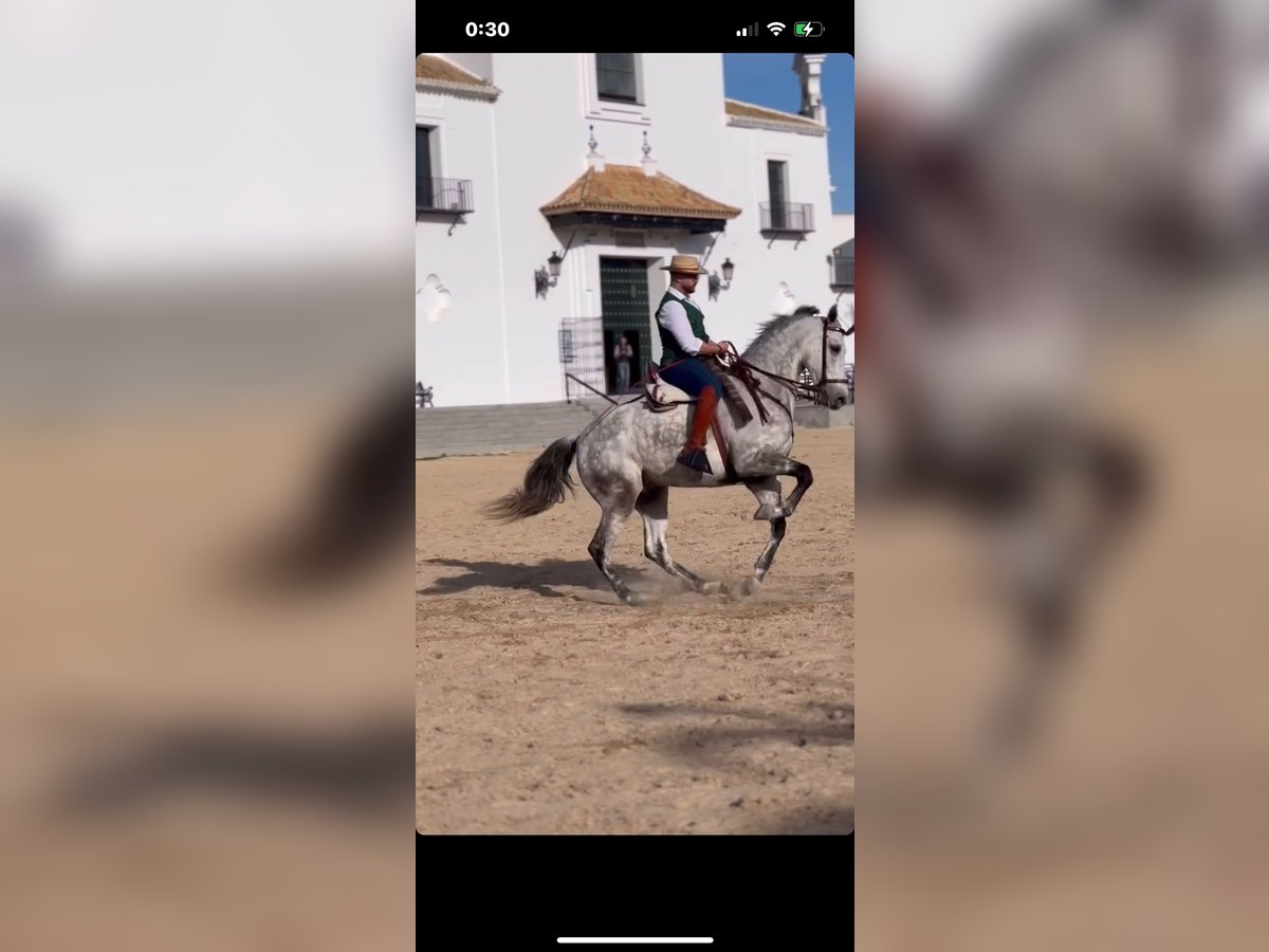 Cheval de sport espagnol Hongre 10 Ans 168 cm Gris pommelé in Paterna De Rivera