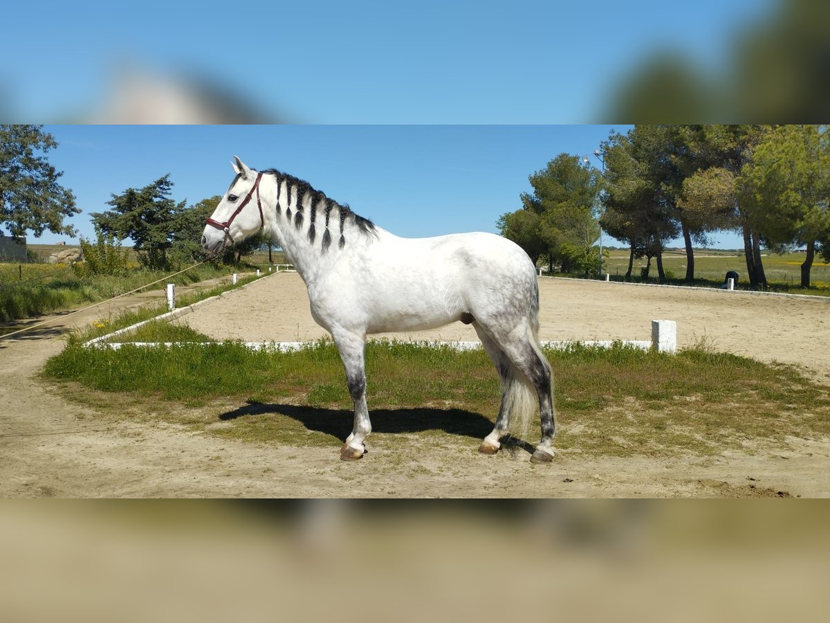 Cheval de sport espagnol Hongre 11 Ans 166 cm Gris in Arroyo De La Luz