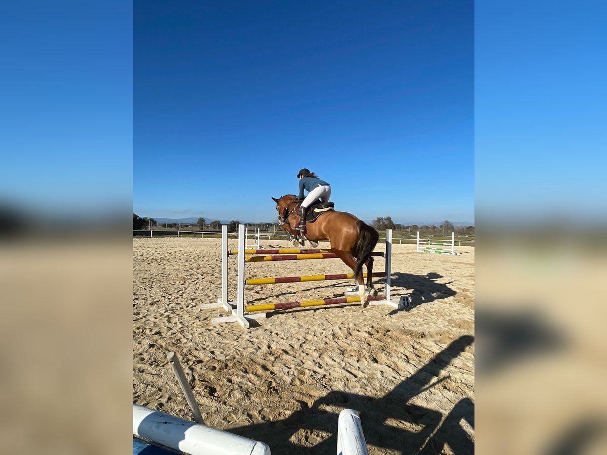 Cheval de sport espagnol Hongre 11 Ans 171 cm Bai clair in Brunete