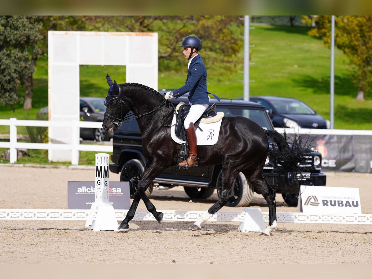 Cheval de sport espagnol Hongre 11 Ans 173 cm Noir in Griñon