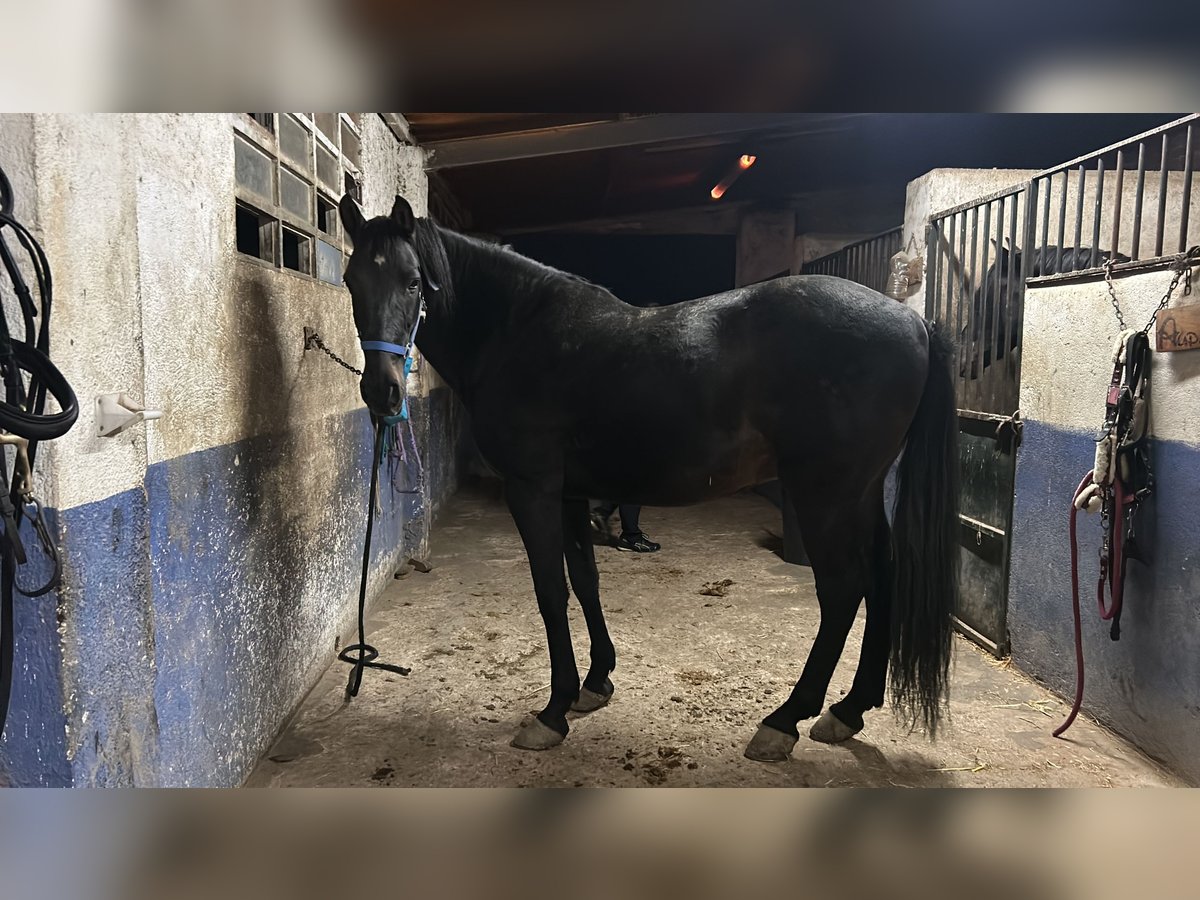 Cheval de sport espagnol Hongre 11 Ans Noir in Serranillos Del Valle