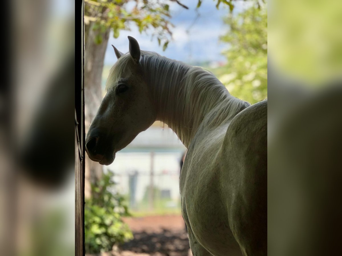 Cheval de sport espagnol Croisé Hongre 12 Ans 153 cm Gris moucheté in Stadecken-Elsheim