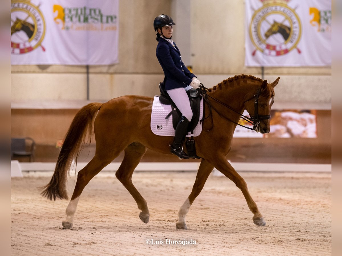 Cheval de sport espagnol Hongre 13 Ans 167 cm Alezan in Corbera