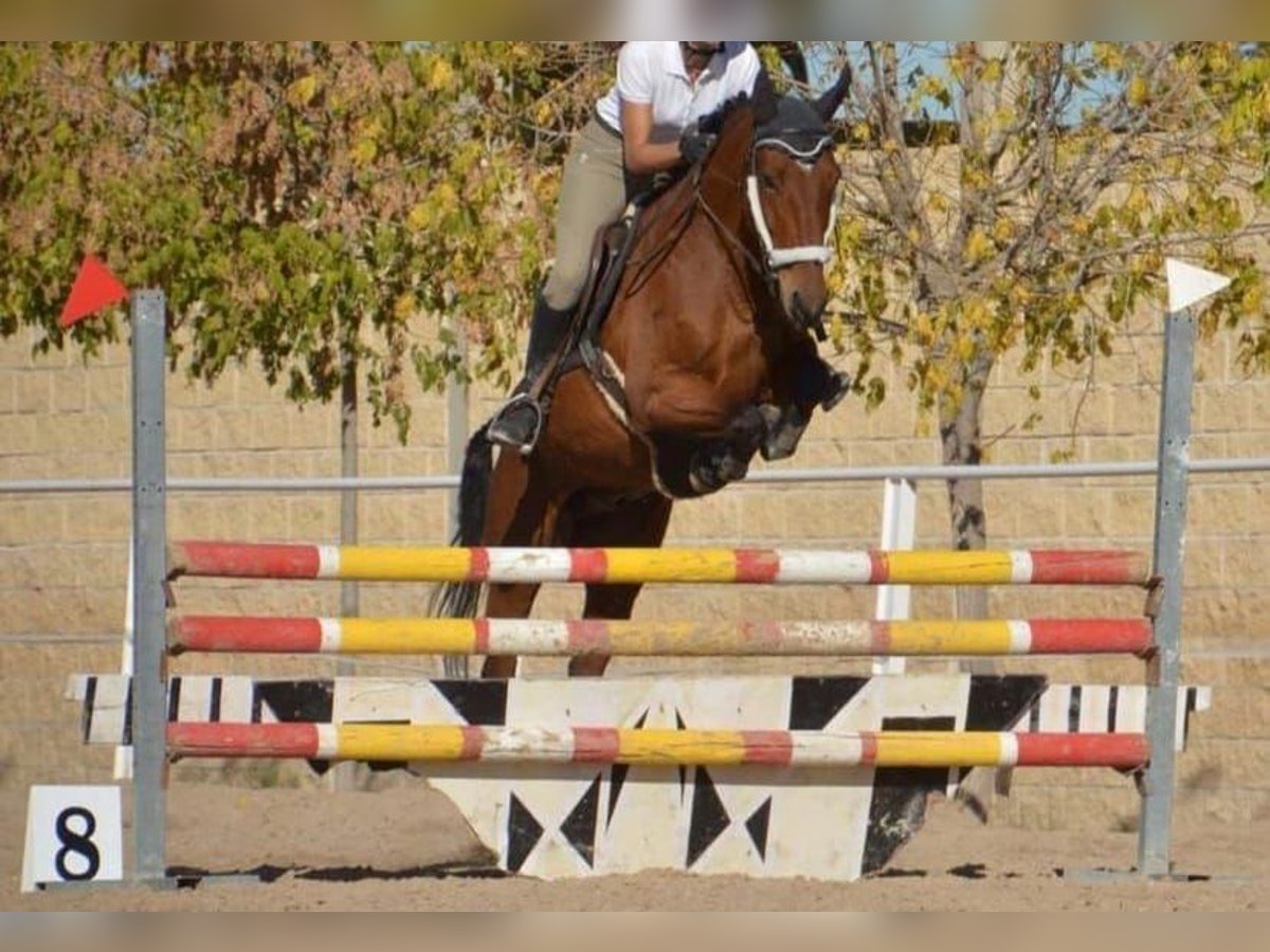 Cheval de sport espagnol Croisé Hongre 14 Ans 158 cm Bai in Garnatilla