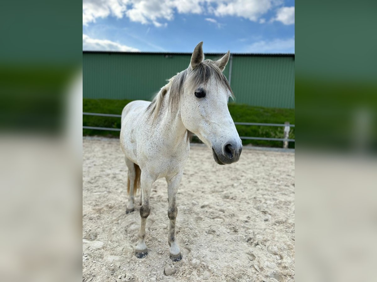 Cheval de sport espagnol Croisé Hongre 15 Ans 148 cm Gris in Herscheid