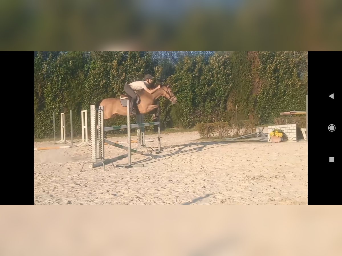 Cheval de sport espagnol Hongre 15 Ans 158 cm Isabelle in Vigo