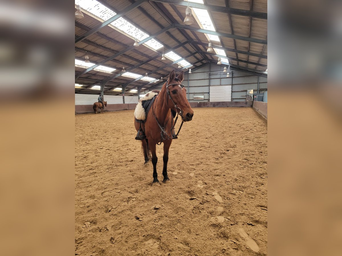 Cheval de sport espagnol Croisé Hongre 16 Ans 162 cm Bai in Wilhelminaoord