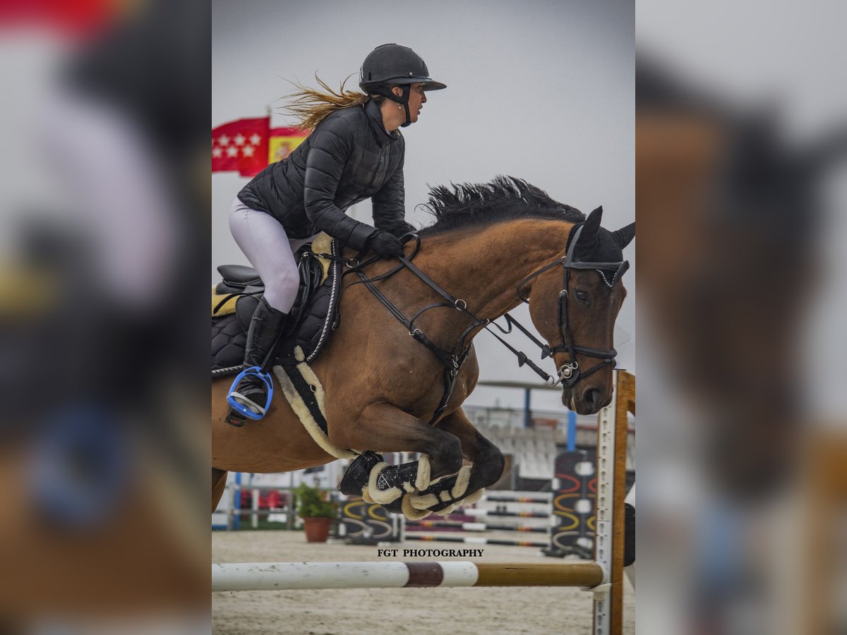 Cheval de sport espagnol Hongre 16 Ans 165 cm in Madrid