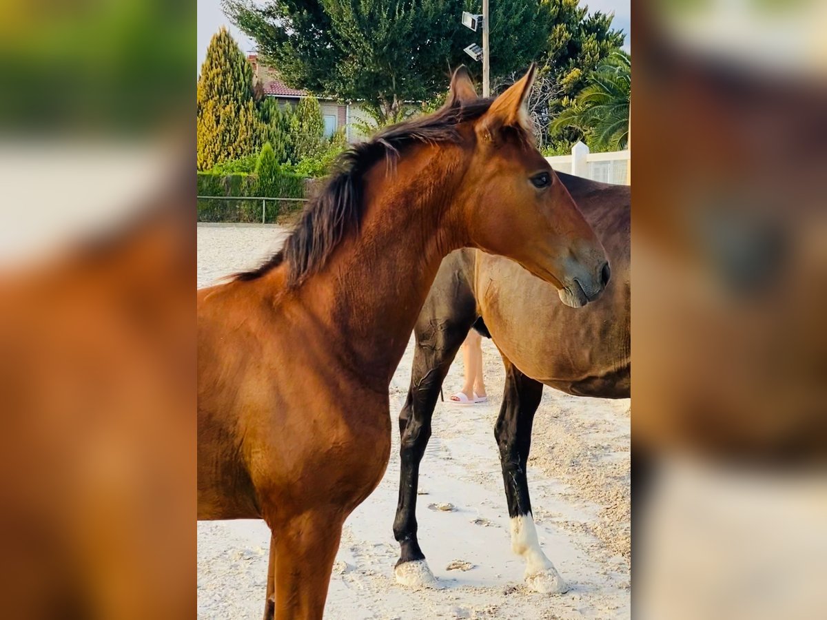 Cheval de sport espagnol Hongre 1 Année Bai clair in Almafra (Zona)