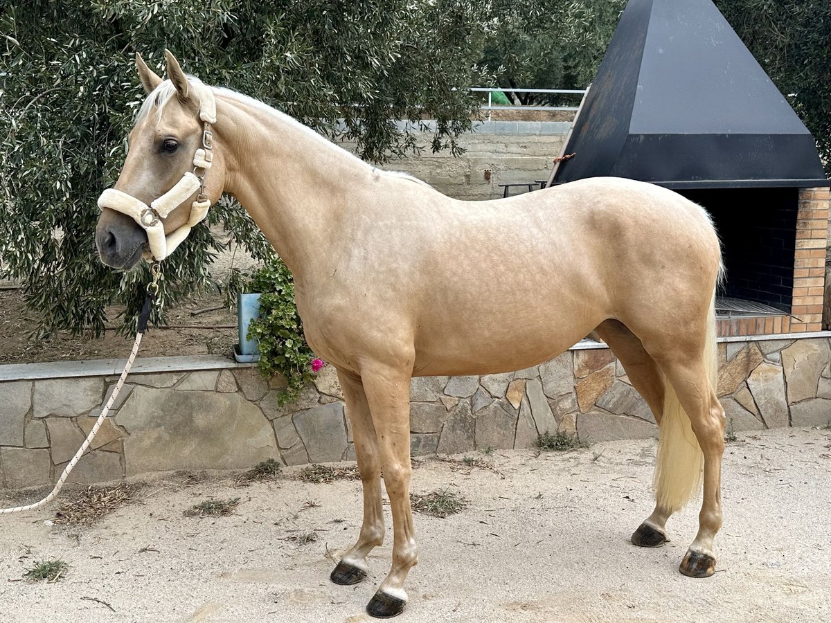 Cheval de sport espagnol Hongre 3 Ans 160 cm Palomino in Santa Eulalia De Ronçana