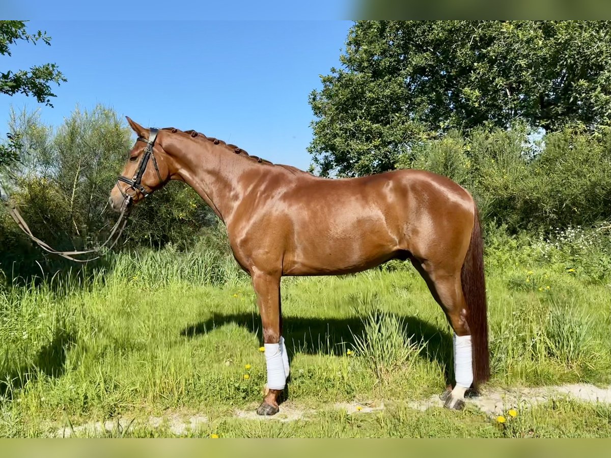 Cheval de sport espagnol Hongre 4 Ans 159 cm Alezan in Silleda (Casco Urbano)