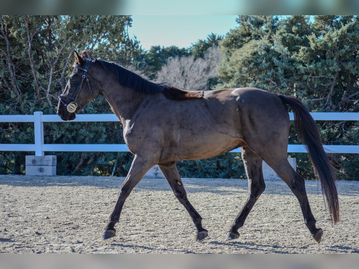 Cheval de sport espagnol Hongre 5 Ans 166 cm Noir in El Molar