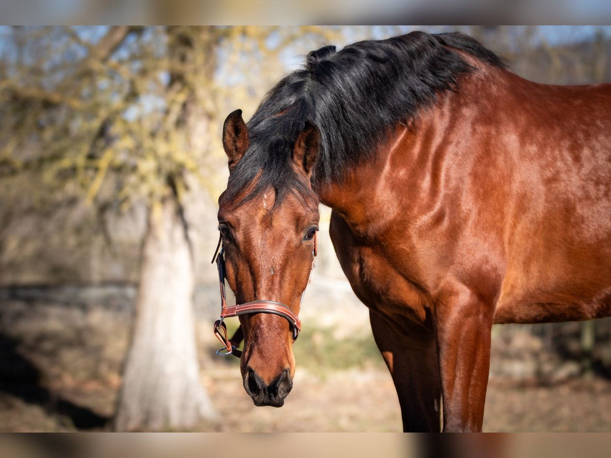 Cheval de sport espagnol Croisé Hongre 5 Ans 167 cm Bai in Aldingen