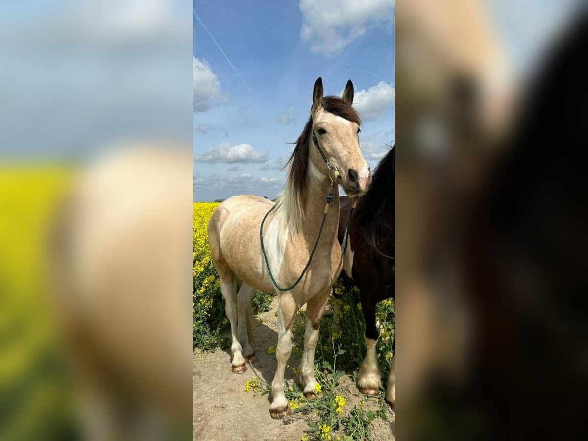 Cheval de sport espagnol Hongre 6 Ans 158 cm Buckskin in Schönwölkau