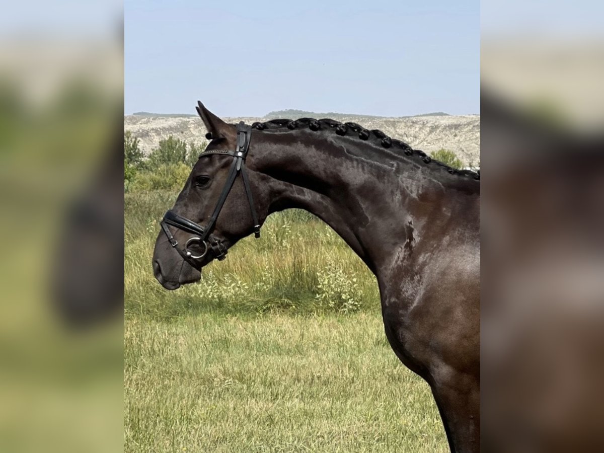 Cheval de sport espagnol Hongre 6 Ans 159 cm Noir in CalatayudCalatayud