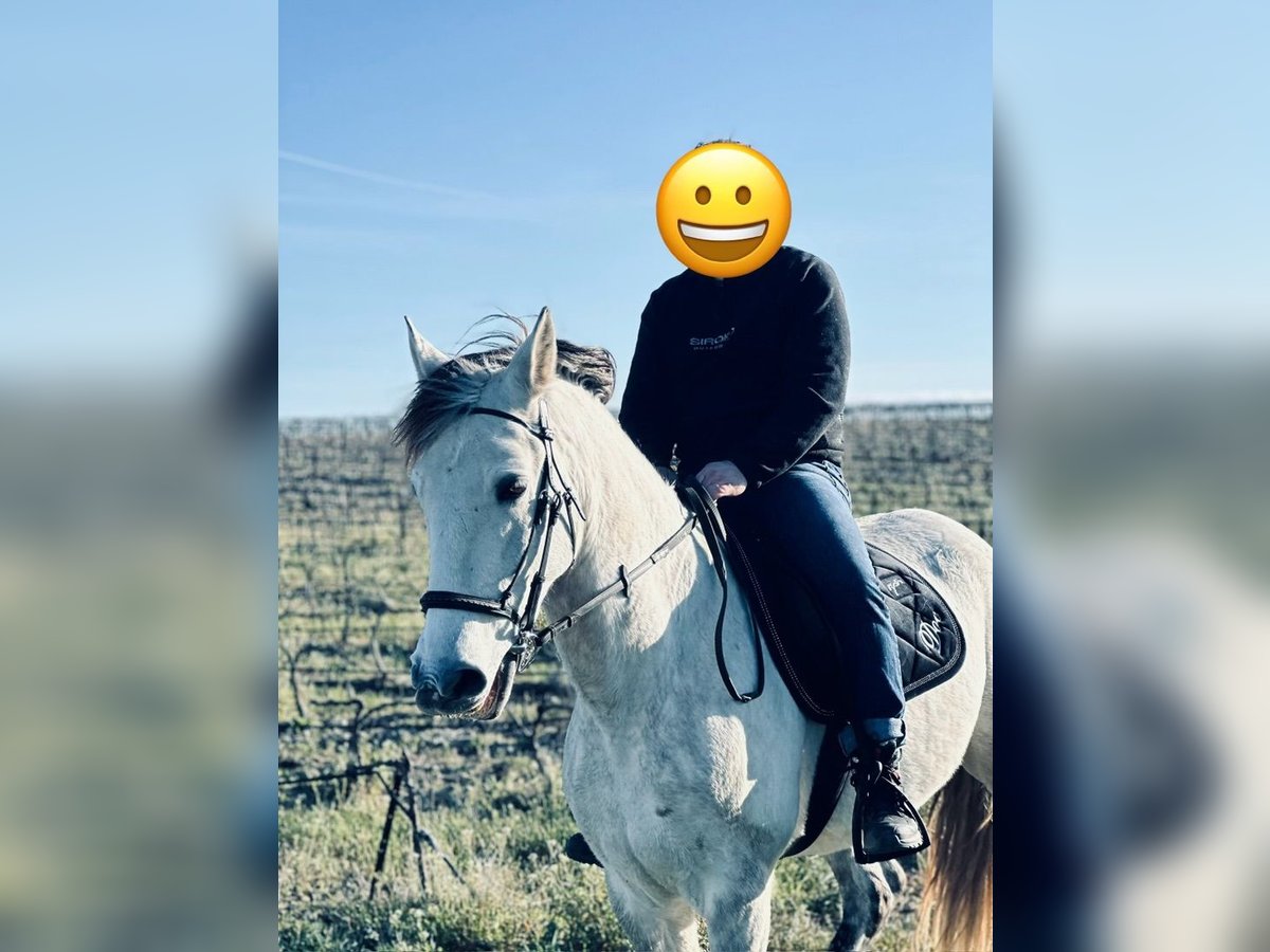 Cheval de sport espagnol Hongre 6 Ans 160 cm Gris pommelé in Sainte Cécile les vignes