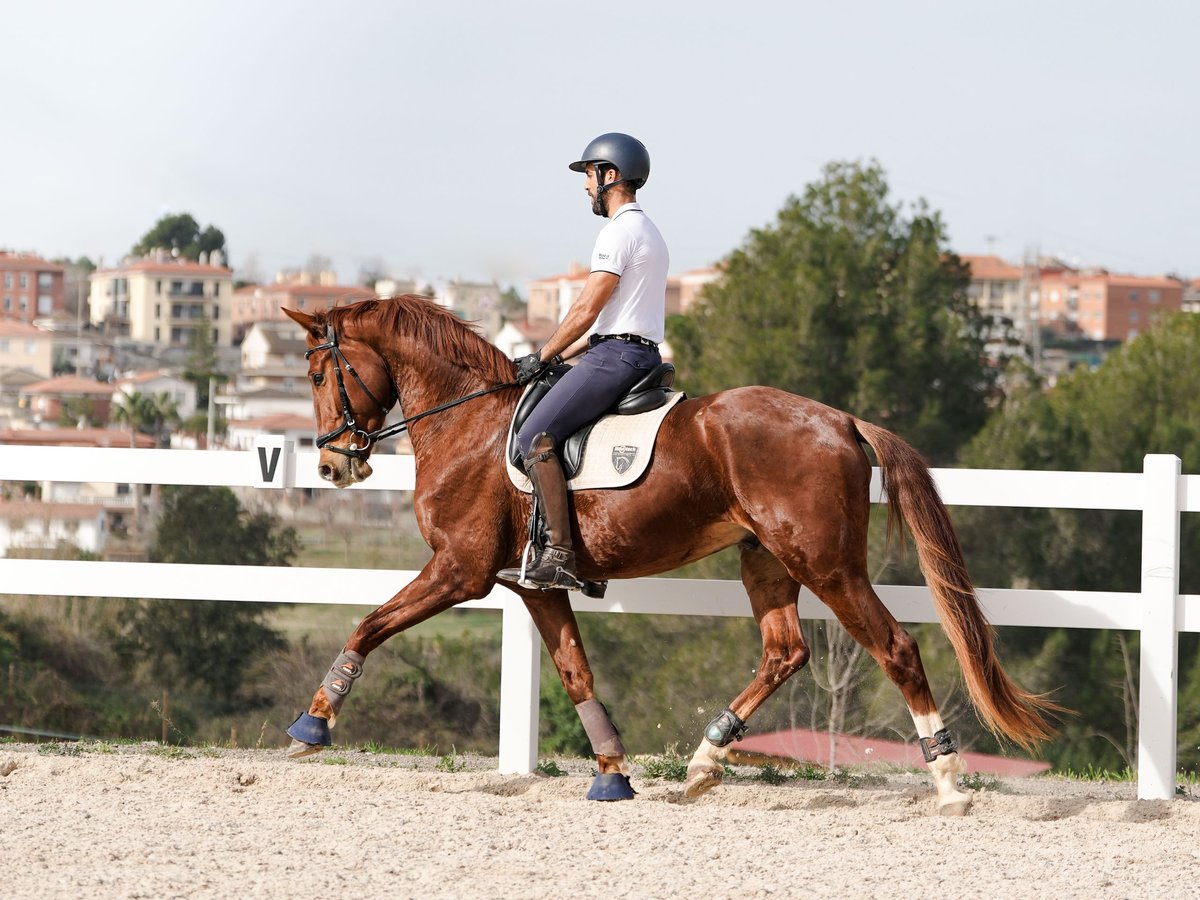 Cheval de sport espagnol Hongre 6 Ans 168 cm Alezan in Sant Cugat Del Valles