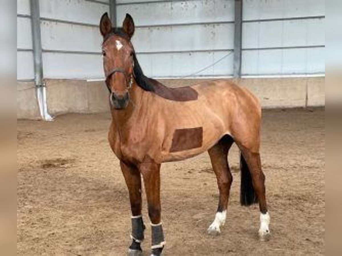 Cheval de sport espagnol Croisé Hongre 6 Ans 168 cm Bai cerise in MADRID