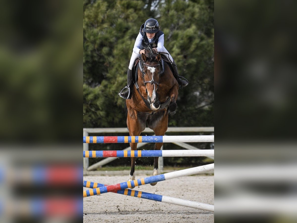 Cheval de sport espagnol Hongre 6 Ans 168 cm Bai clair in Tordesillas