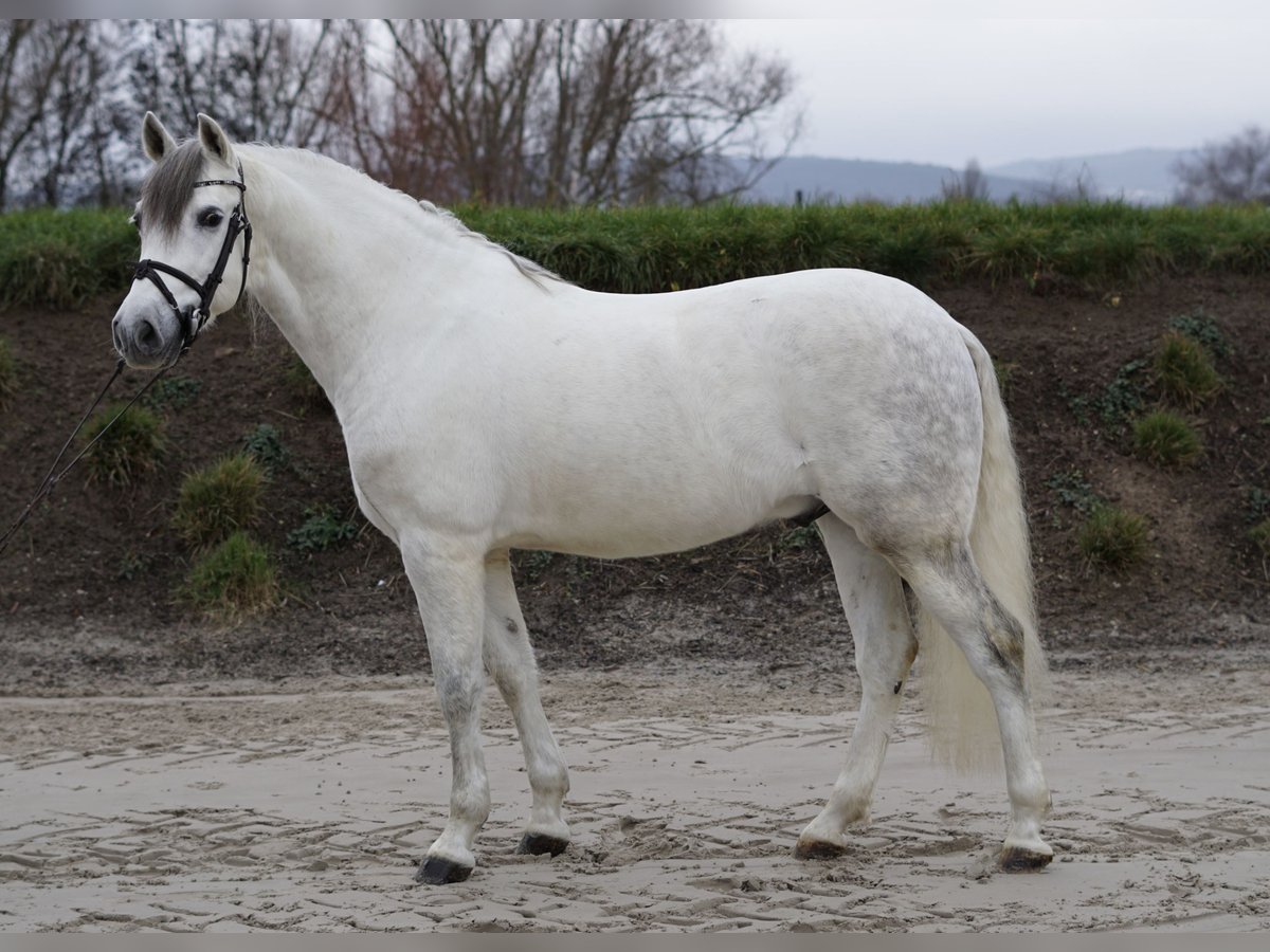 Cheval de sport espagnol Hongre 8 Ans 155 cm Blanc in Bingen am Rhein