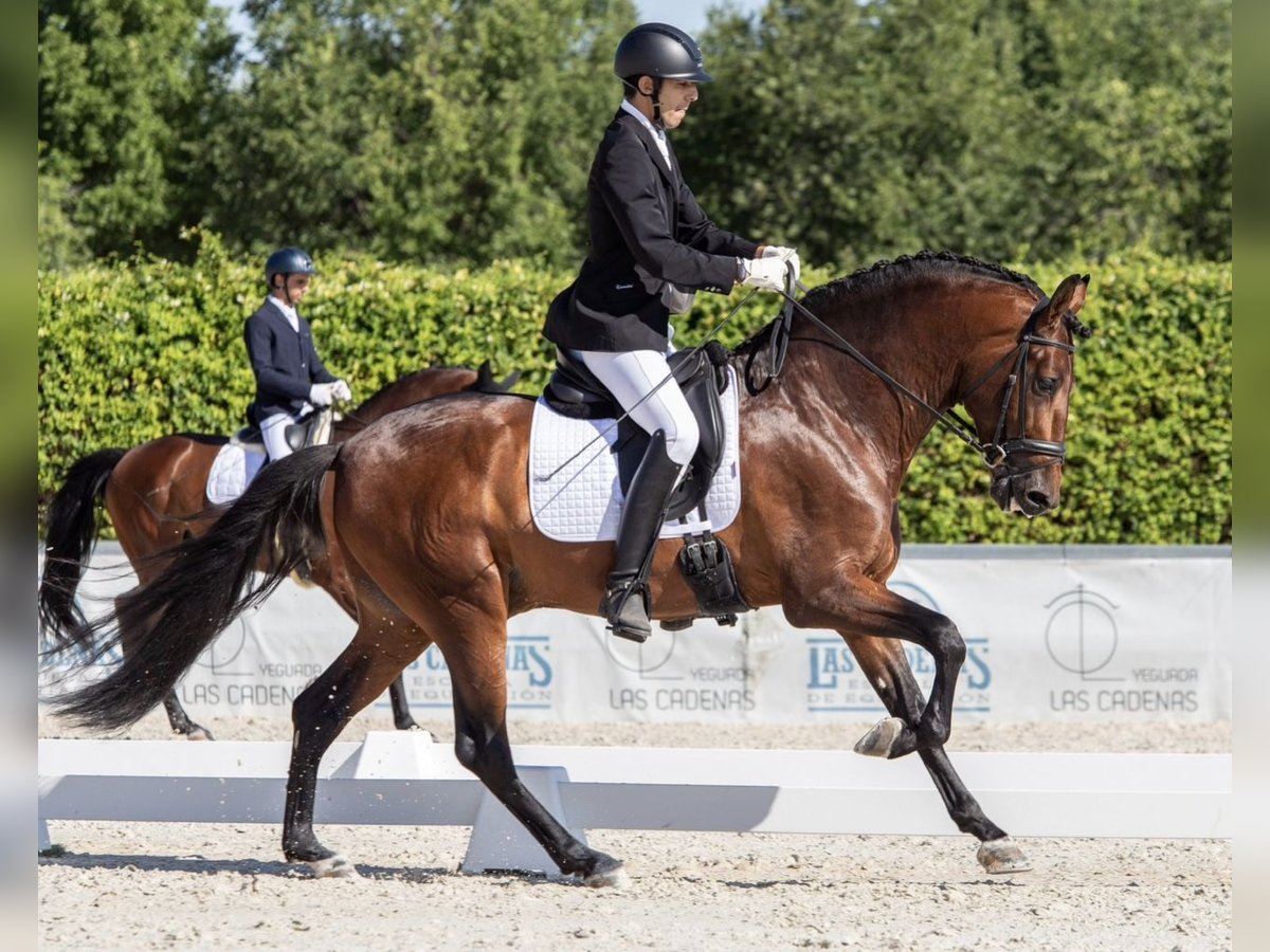 Cheval de sport espagnol Hongre 8 Ans 165 cm Bai clair in Madrid