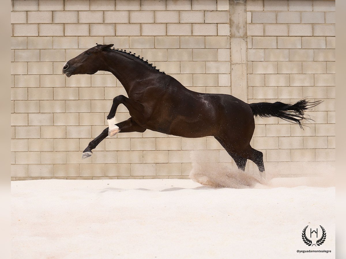 Cheval de sport espagnol Hongre 8 Ans 168 cm Noir in Navalperal De Pinares