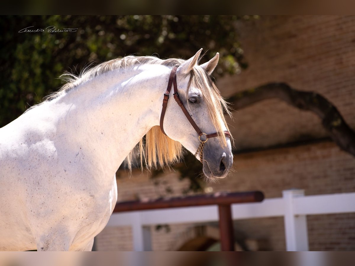 Cheval de sport espagnol Hongre 8 Ans 169 cm Gris in TarragonaTarragona