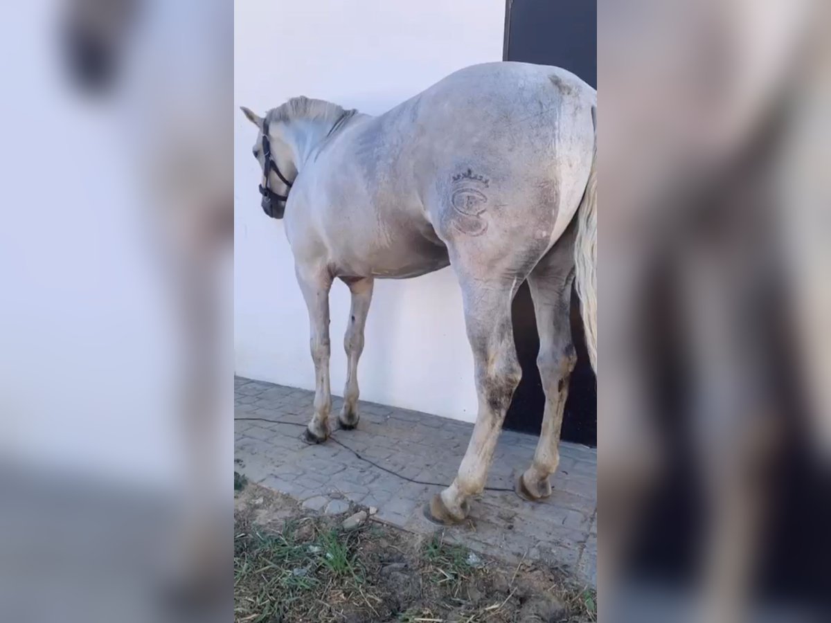 Cheval de sport espagnol Croisé Hongre 8 Ans 176 cm Gris pommelé in El Rocio