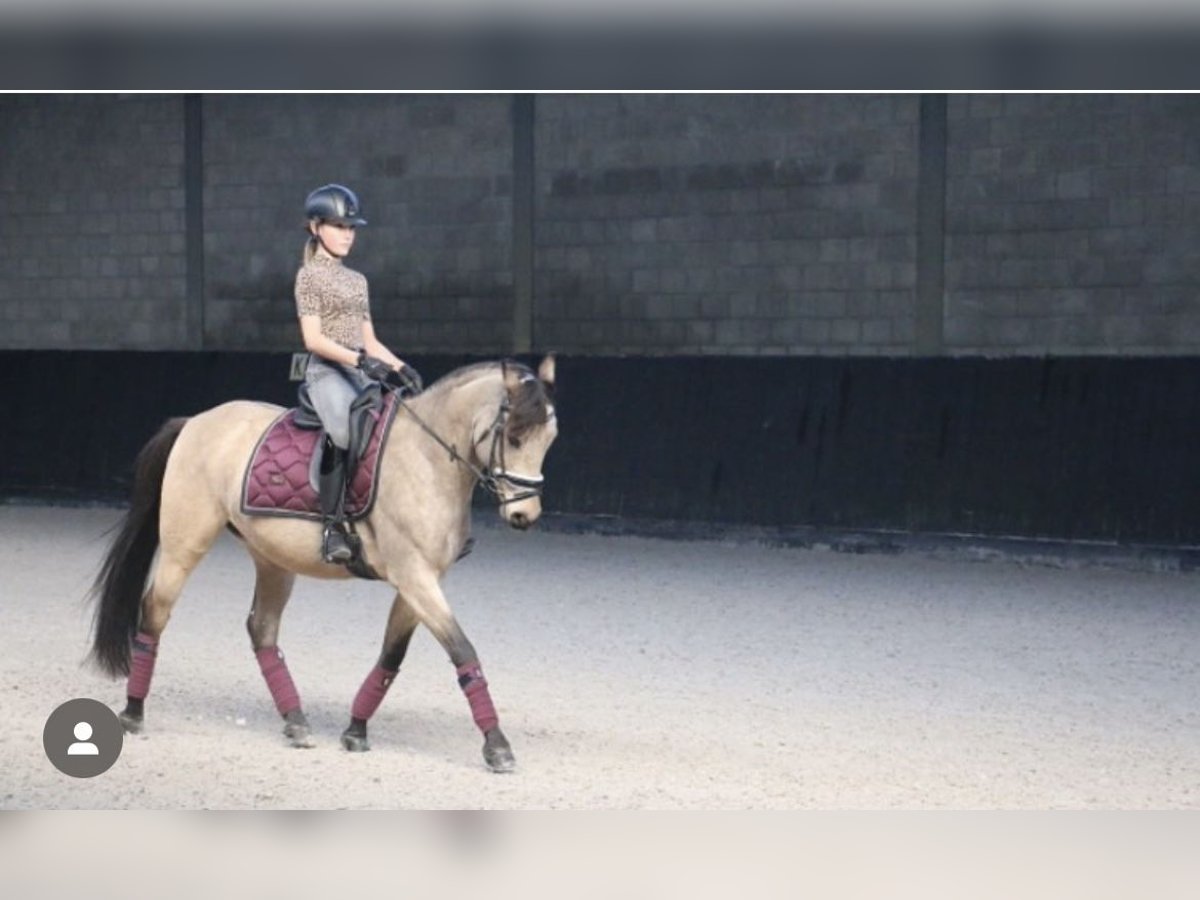 Cheval de sport espagnol Hongre 9 Ans 147 cm Buckskin in Beek