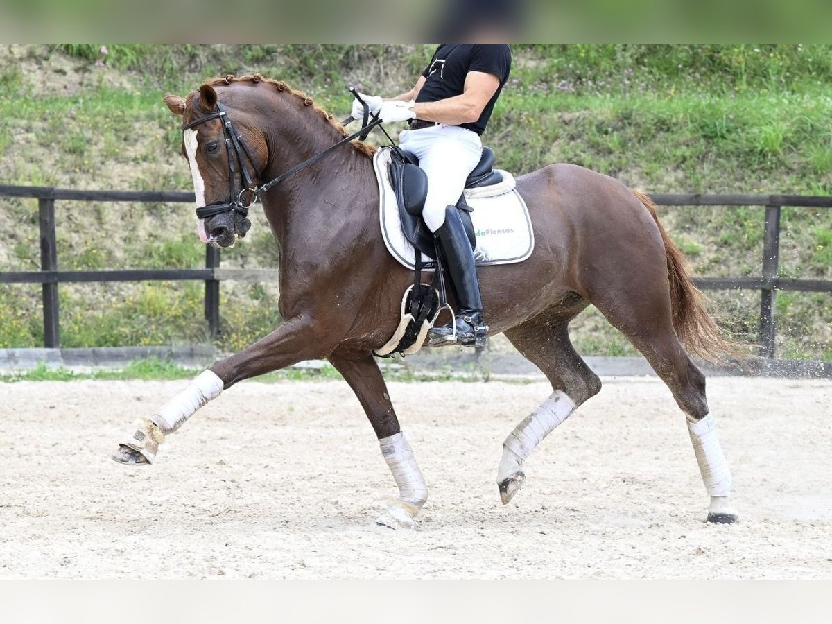 Cheval de sport espagnol Jument 10 Ans 162 cm Bai in Madrid