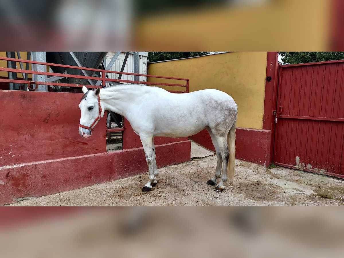 Cheval de sport espagnol Jument 11 Ans 162 cm Gris in torrejon de ardoz