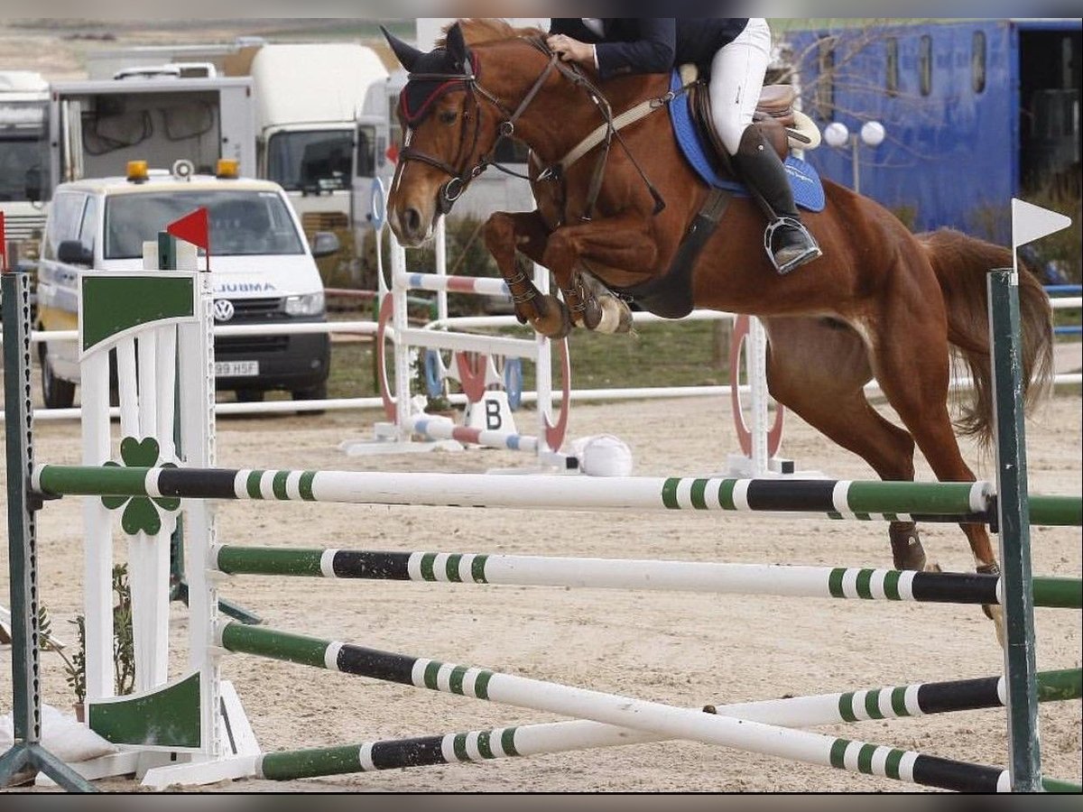 Cheval de sport espagnol Jument 12 Ans 162 cm Alezan in Caceres