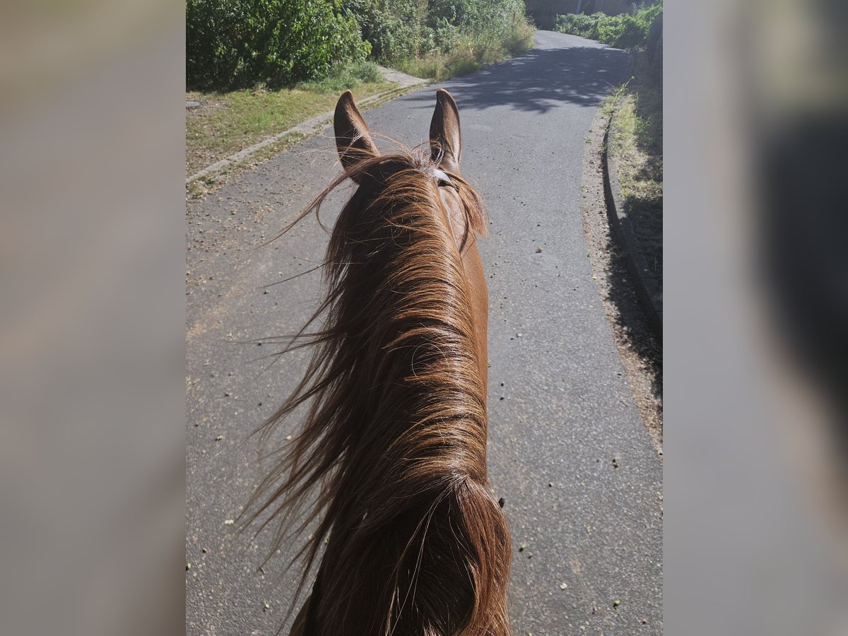 Cheval de sport espagnol Jument 14 Ans 160 cm Alezan in Achim