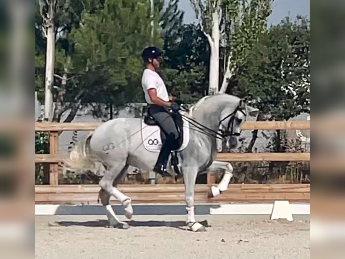 Cheval de sport espagnol Jument 14 Ans 170 cm Gris in Sueca